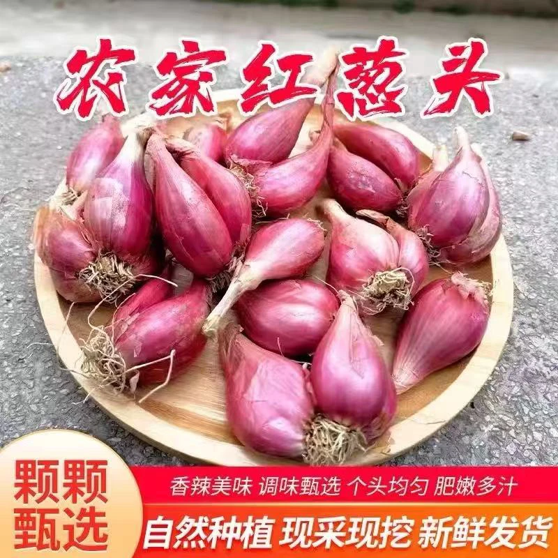 红葱头干葱头火葱新葱小香葱熬葱油特香葱种阳台盆栽