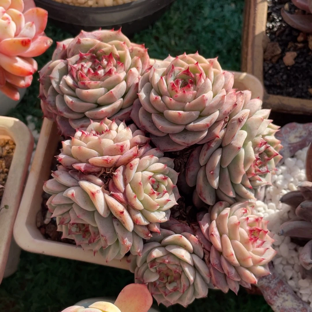 天鹅绒多肉植物盆栽多肉植物