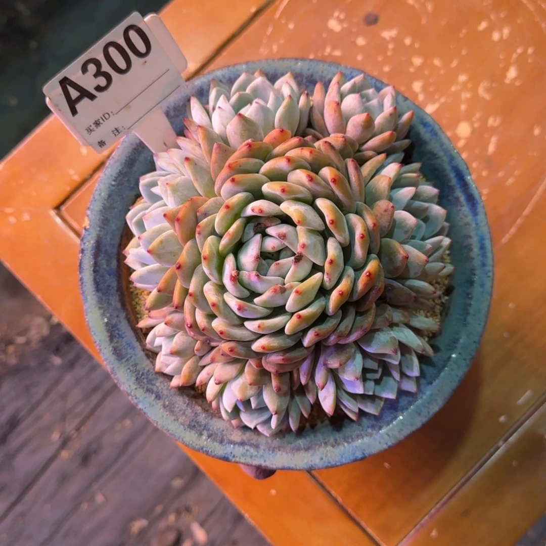 橙子手捧无砍老桩