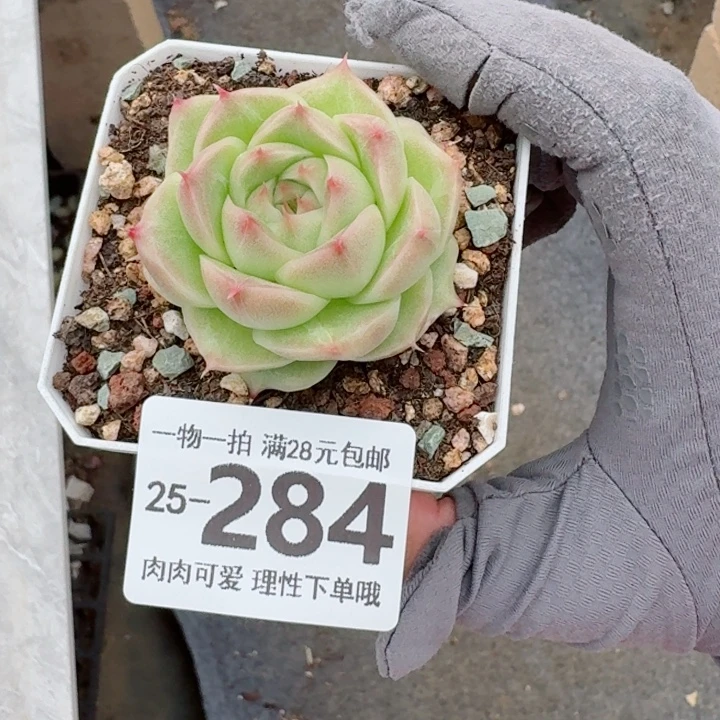 麦秆无盆土无盆土发货无