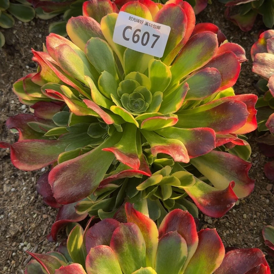 607红体特斯拉多肉