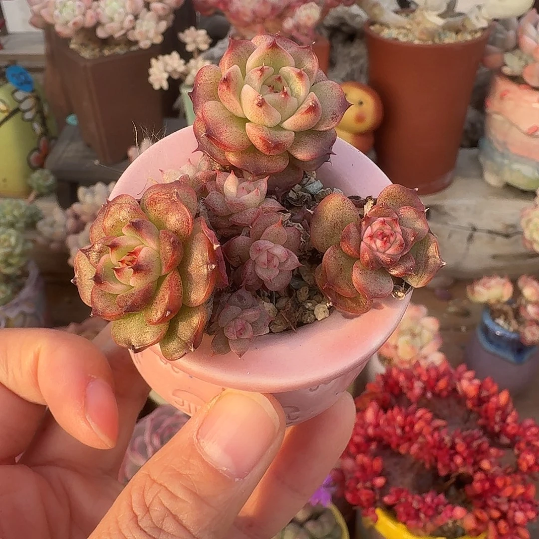 溏心珍妮 多肉含盆土 一物一拍