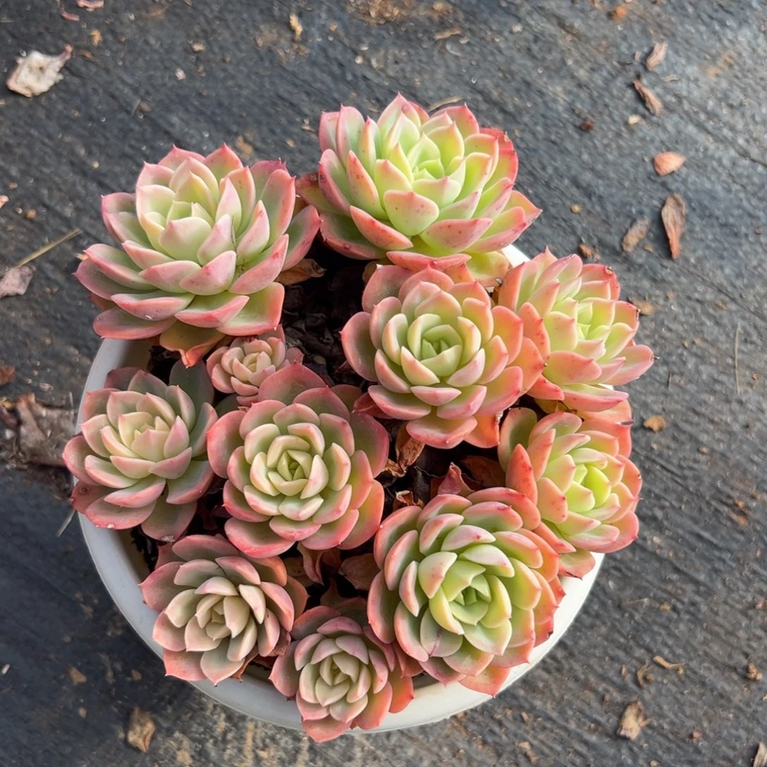 多肉多头哈密瓜【非偏远满18包邮】