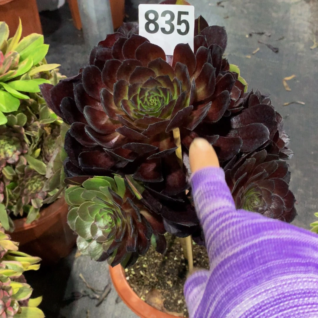 花花公子835法师多肉