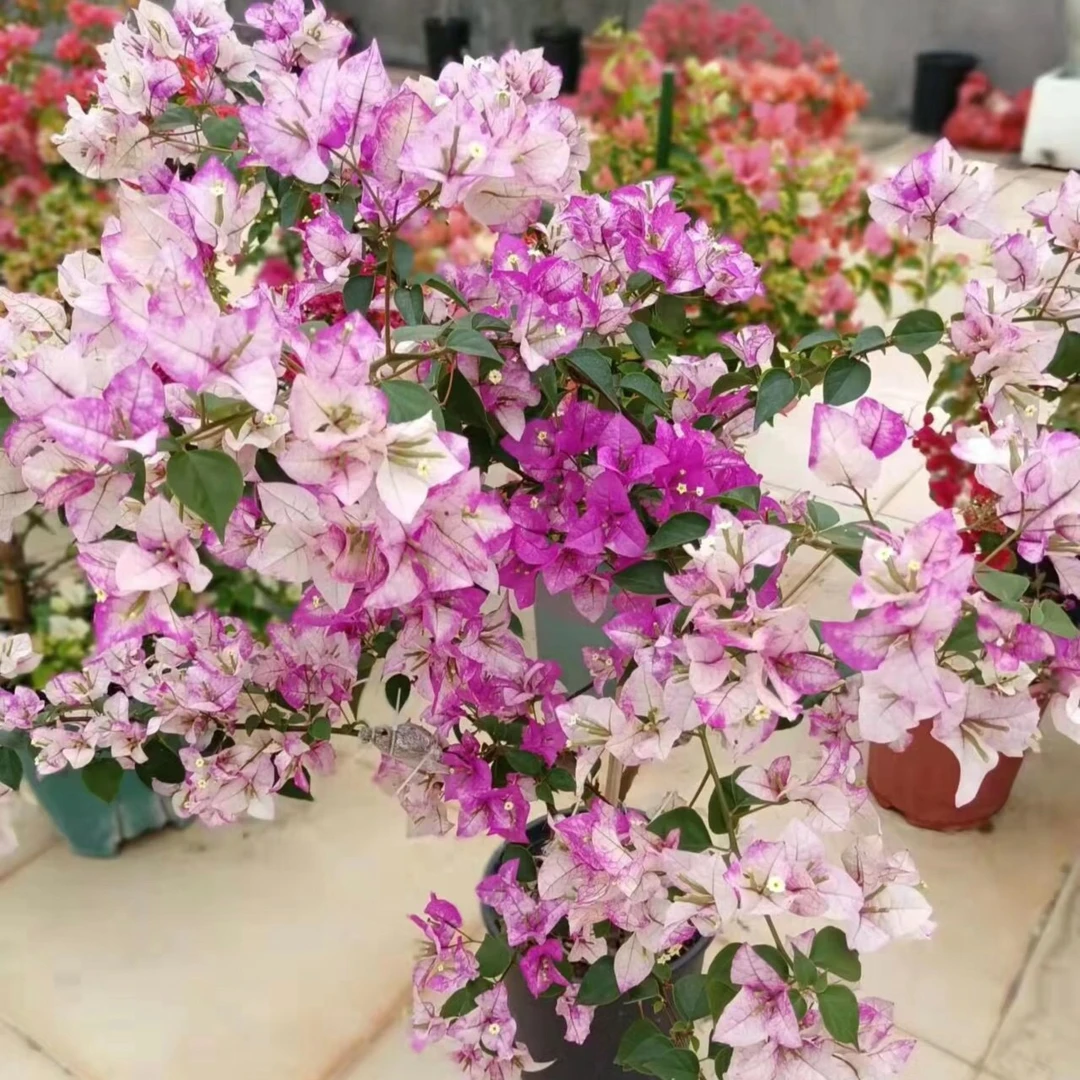 【末代皇帝】三角梅四季可爬藤可垂丝花卉不带花