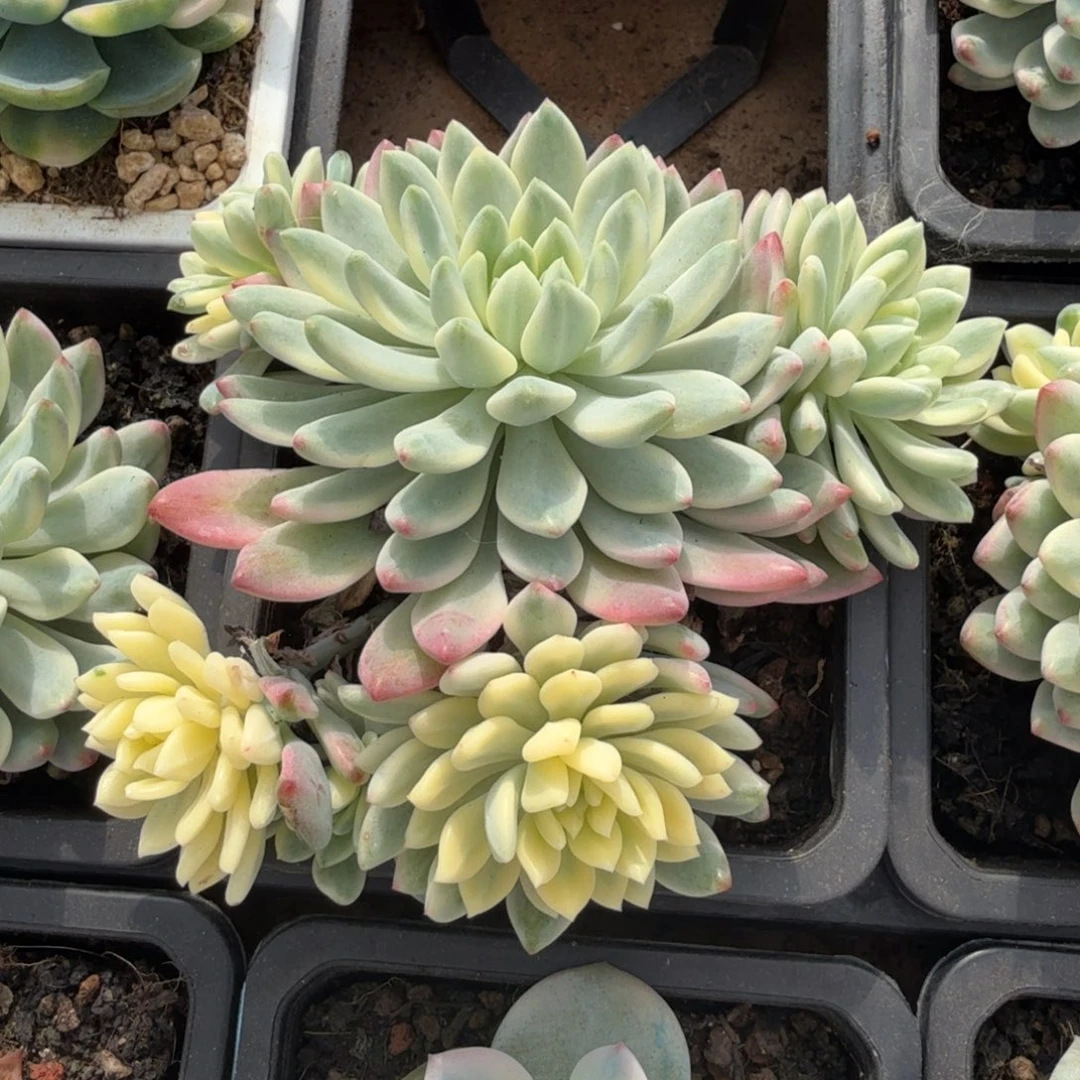 蓝苹果腹轮锦一刻的锦