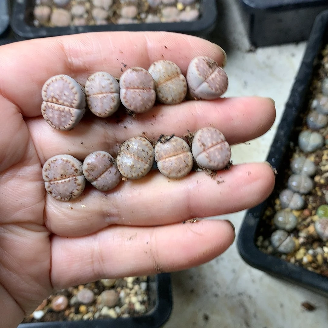 看**虹W281多肉植物保护