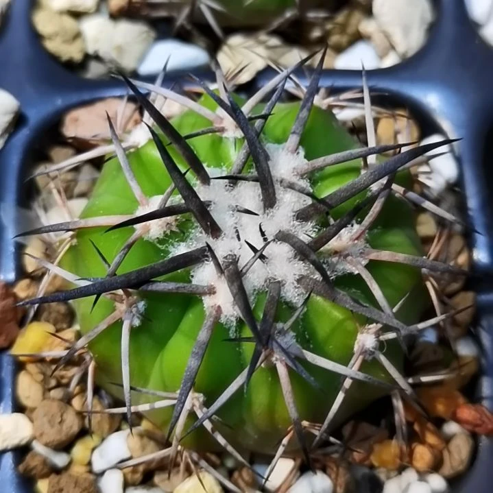实生大型强黑刺圆盘玉一物一拍