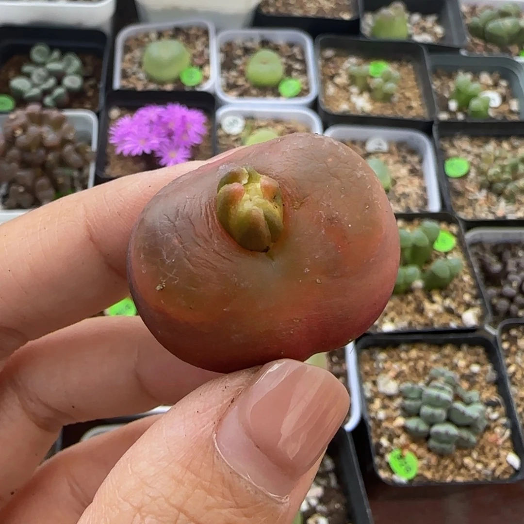 3.1（瑕疵）多肉植物的338