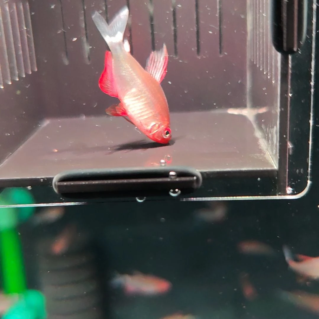 灯科鱼恶魔凯蒂灯鱼