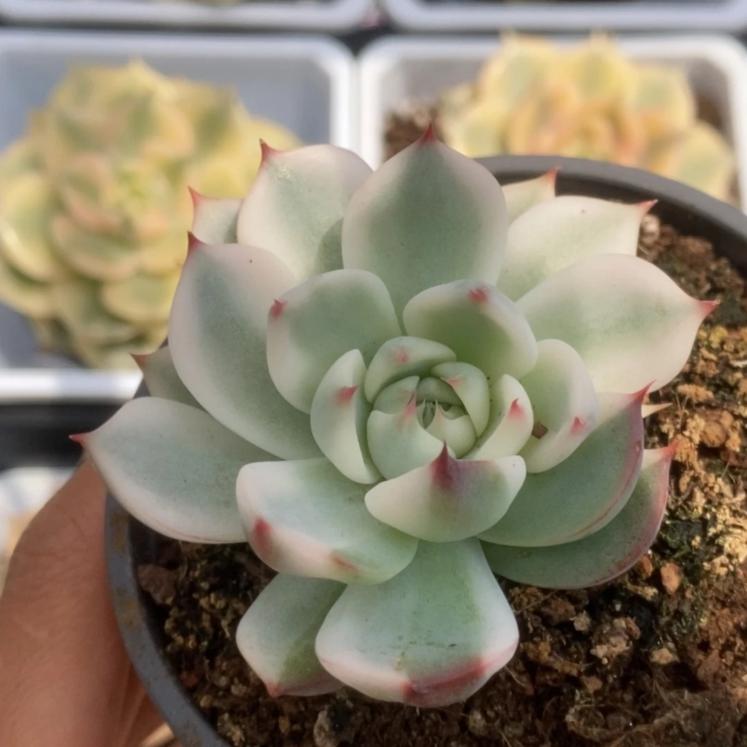 050锦锦锦锦锦锦锦锦锦