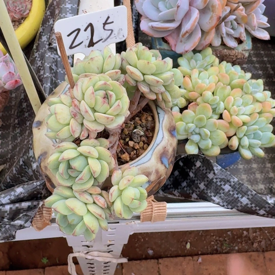 婷***了多肉植物的生长发育和