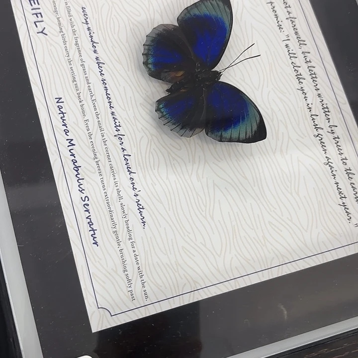 橘***砸蝴蝶标本定制121@