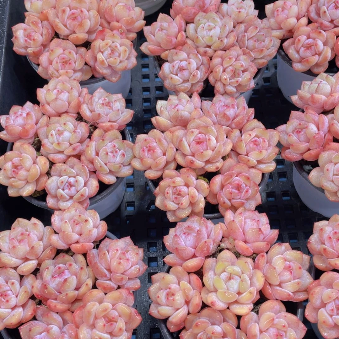 量拍2号精品冰透仙女橙单七个