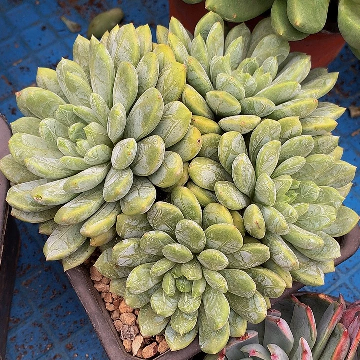 半***景百搭翡翠26049多肉多破