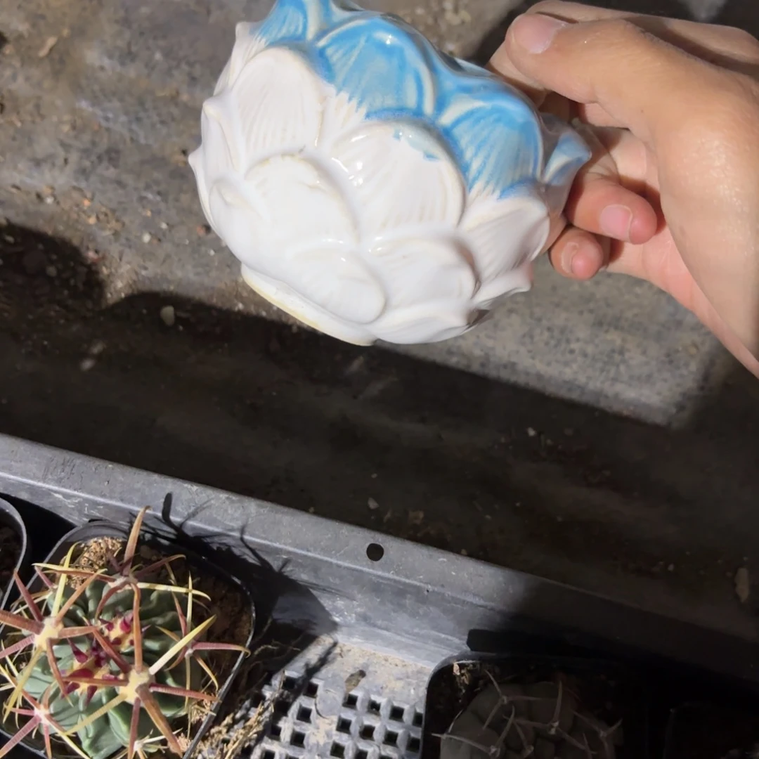 阿*蓝莲花盆新疆包邮