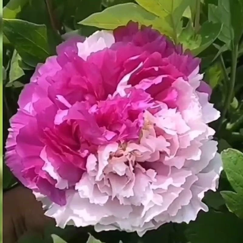 【花二乔】重瓣精品牡丹苗菏泽种植基地现挖现发