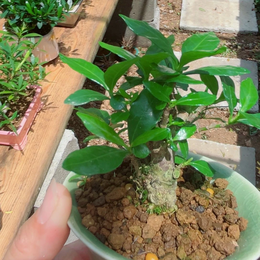 无花朵茶台摆放小品栀子花