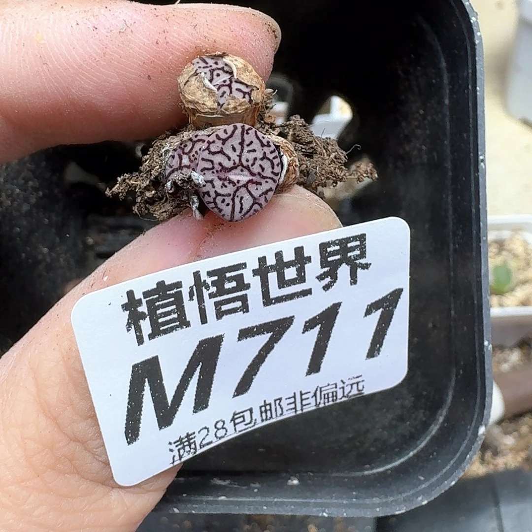 多肉植物的润泽wd