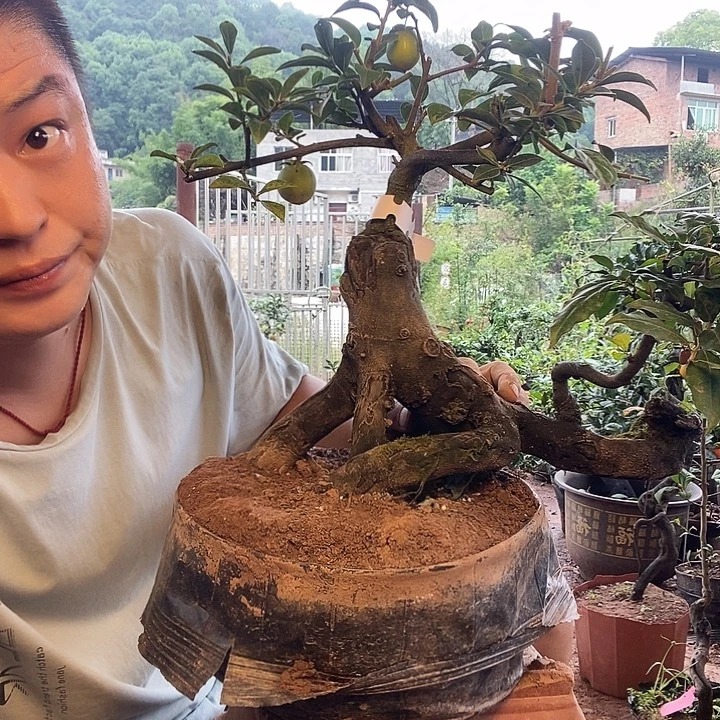蒙***朵金弹子盆景艺术作品