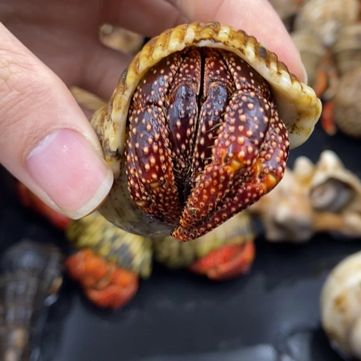 3.3口深红斐济草莓