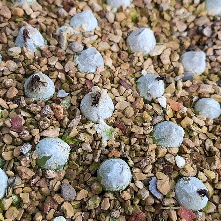 1506哈默灯泡样本一颗