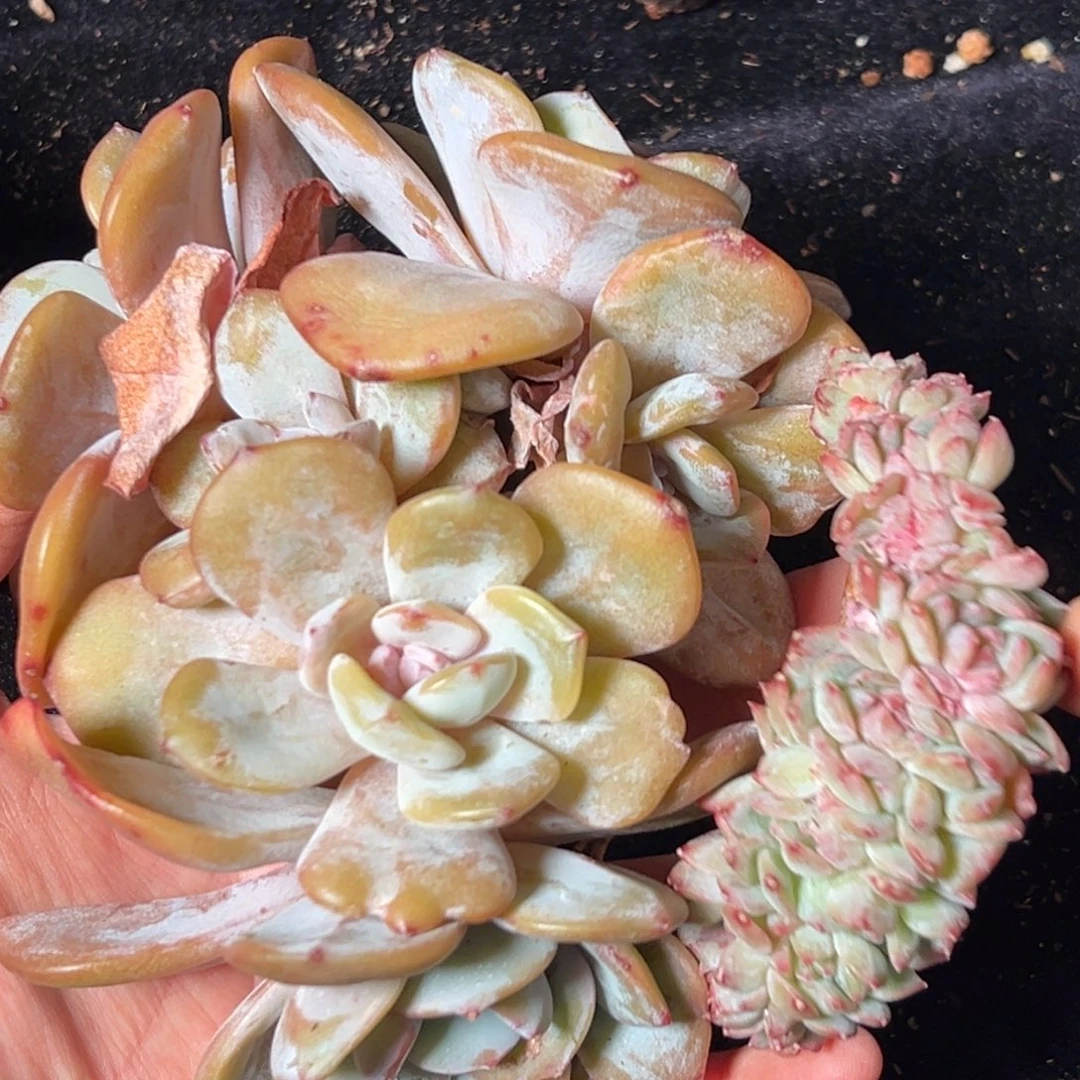 新年快乐 新年快乐