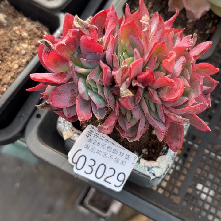 幸运的人会遇到你喜欢你喜欢幸运的