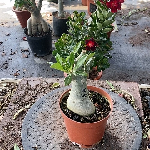【闪购商品】无花朵王*