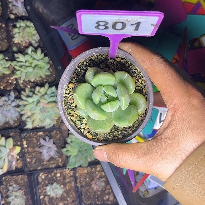 多肉植物胖体x系801