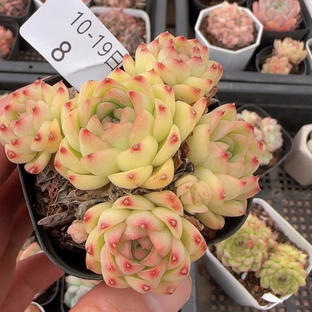 麦秆群不包整一颗脱土