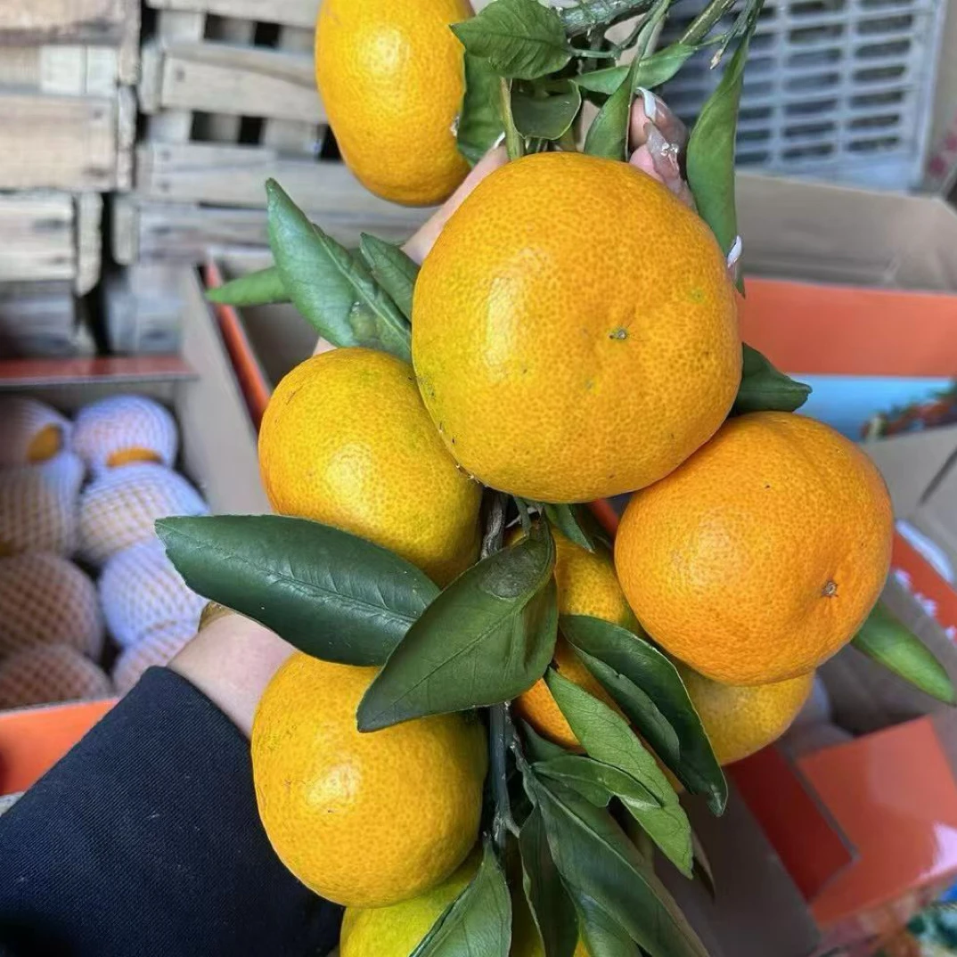 洞口雪峰山脚下蜜桔红了