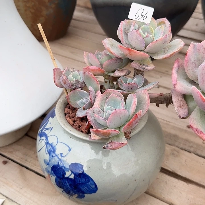 凭****8656血凤脱土发货不退不换