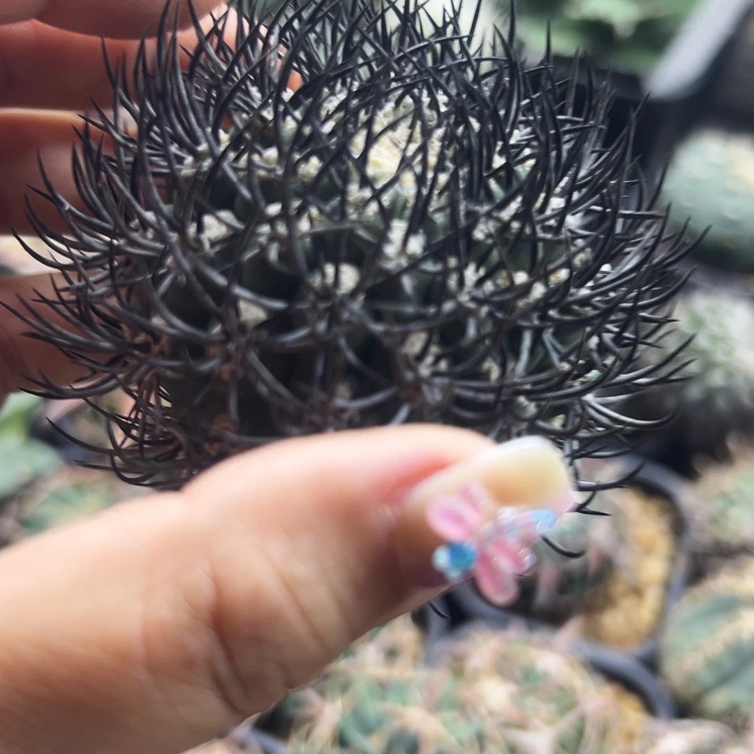 黑刺逆豹有根仙人球66666