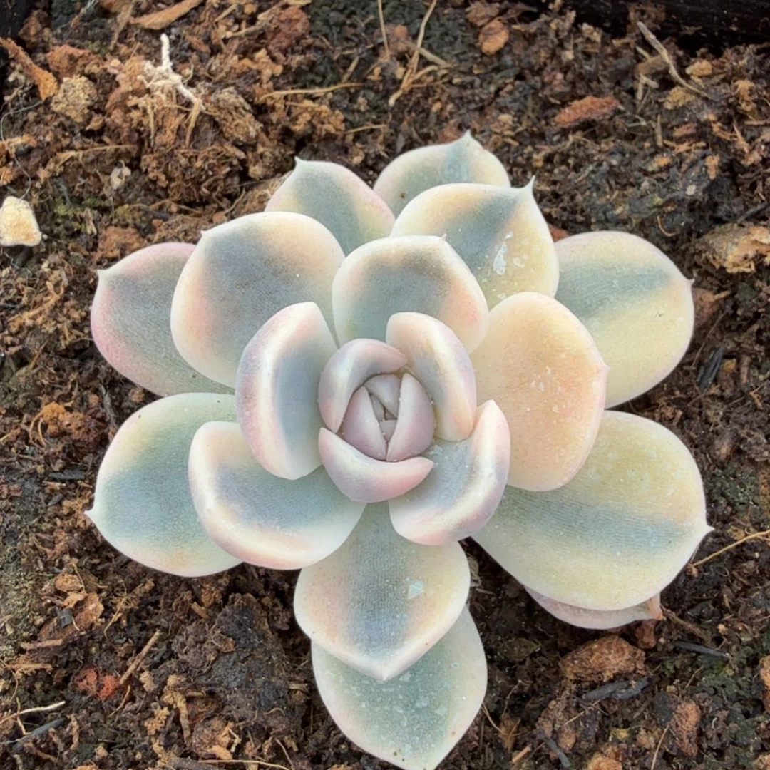 汉堡锦腹轮锦模特