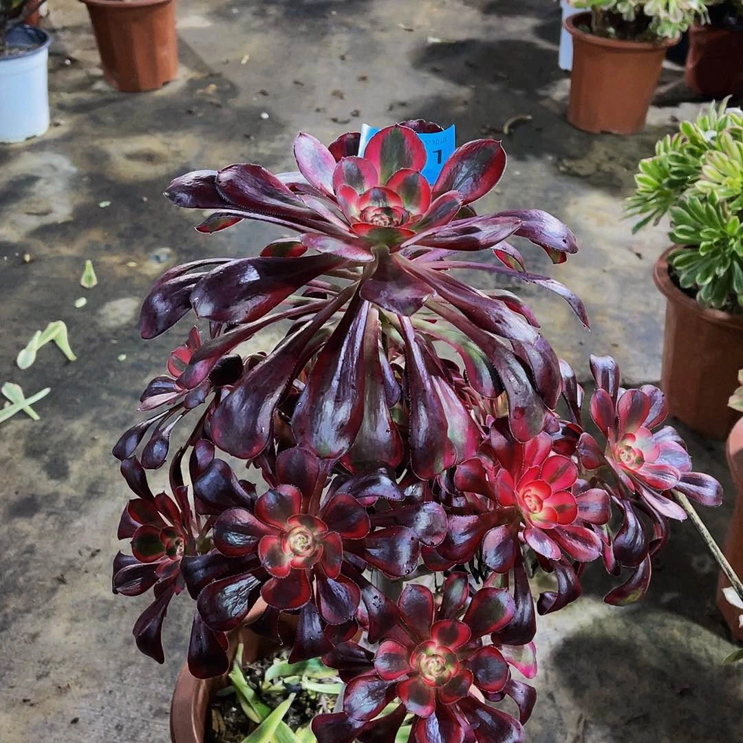 ?****?妖装271拖土法师