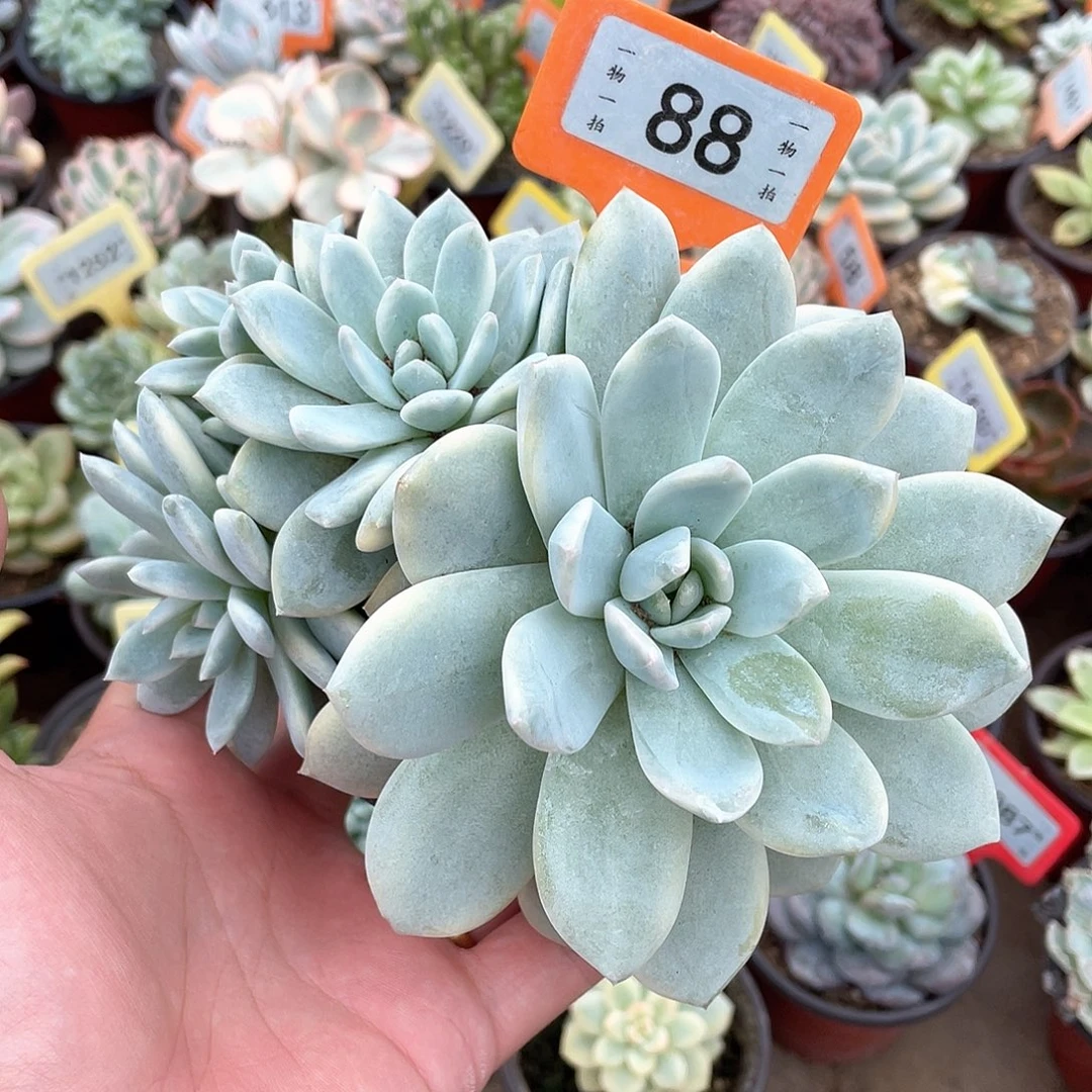 佘***人88号多肉植物盆栽