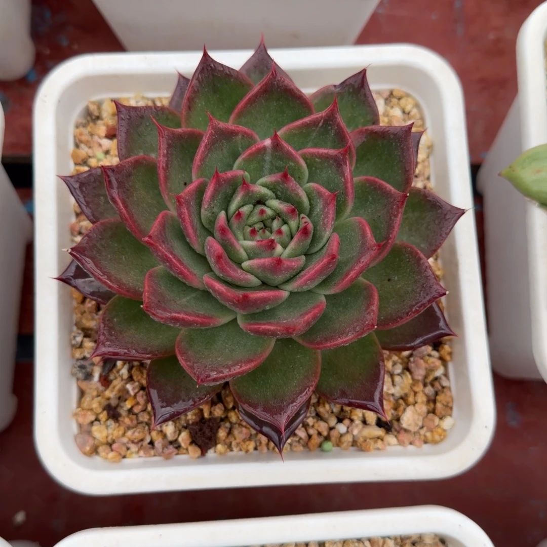 多肉植物一物一拍（27号）