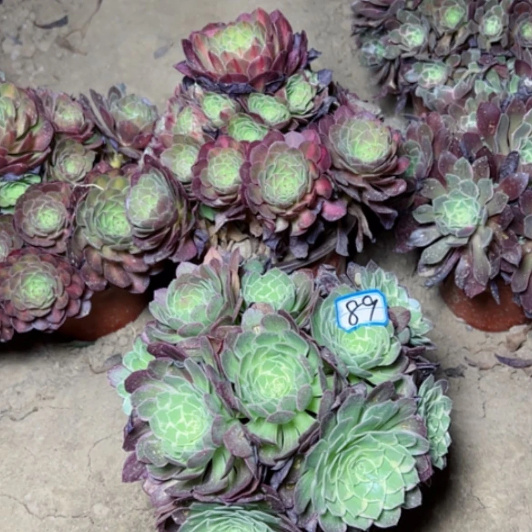 【闪购商品】多肉植物组合89