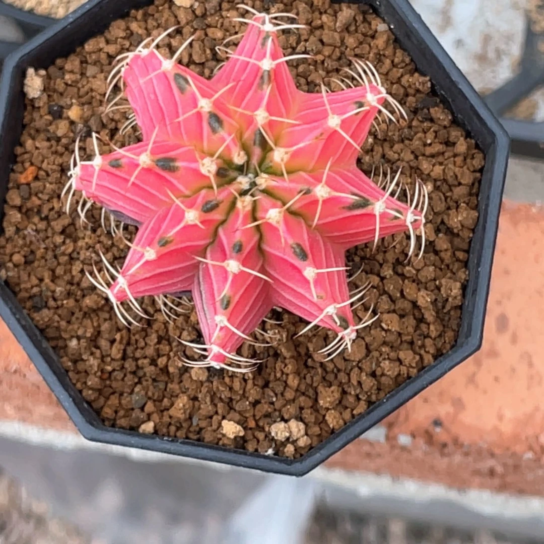 当前无花朵，栽培后可花朵粉肋骨，棱背锦