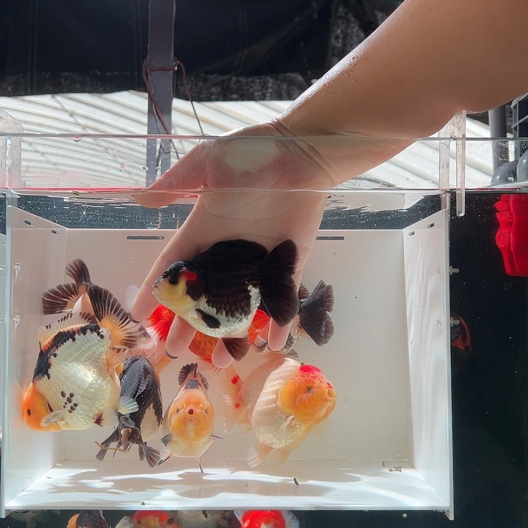 淡***海水鱼淡一条黑白玛丽