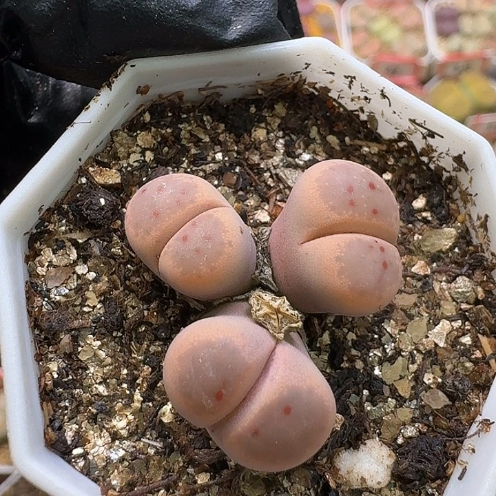 用***1生石花1111111。    238