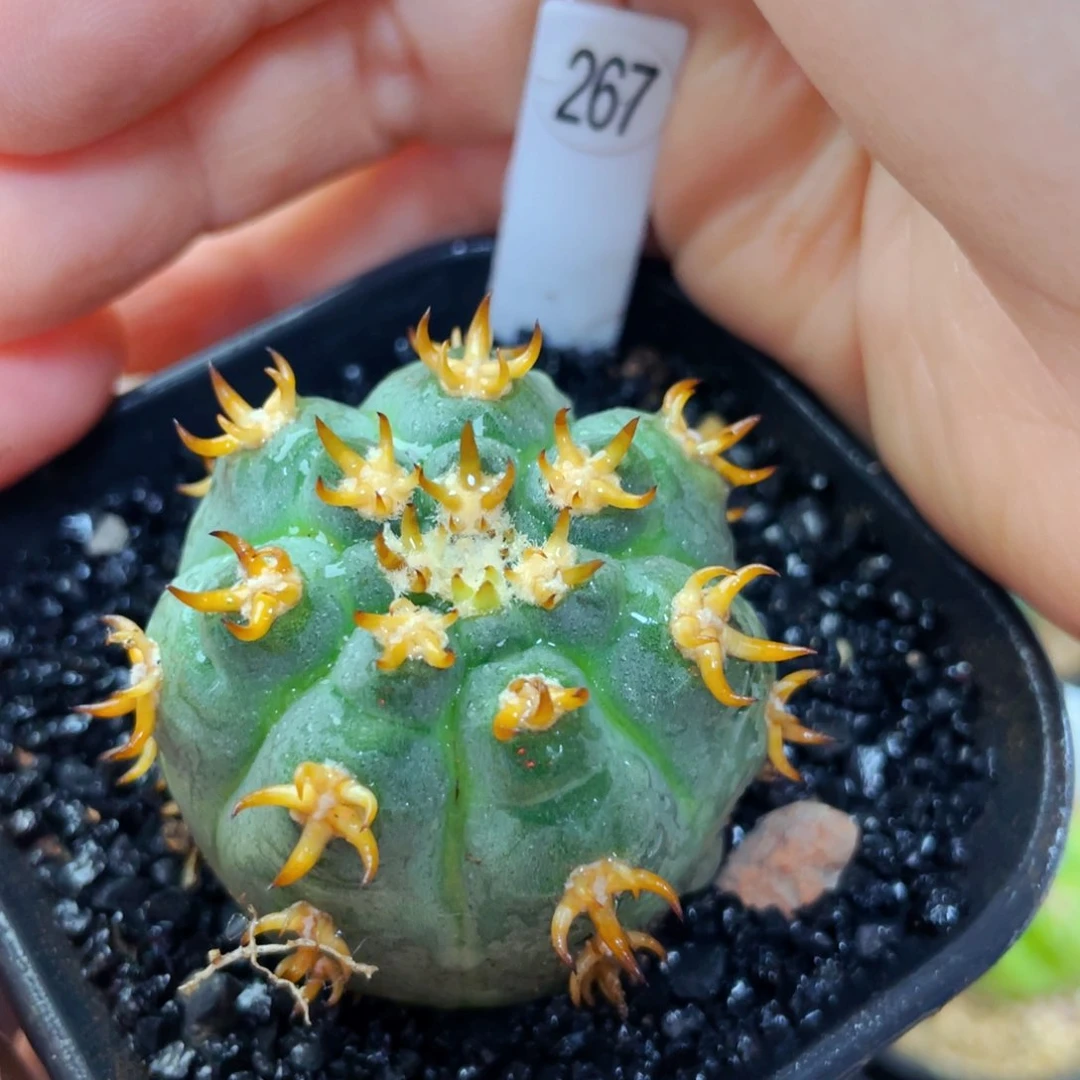 盆5公分满25包邮裸根发货4cm