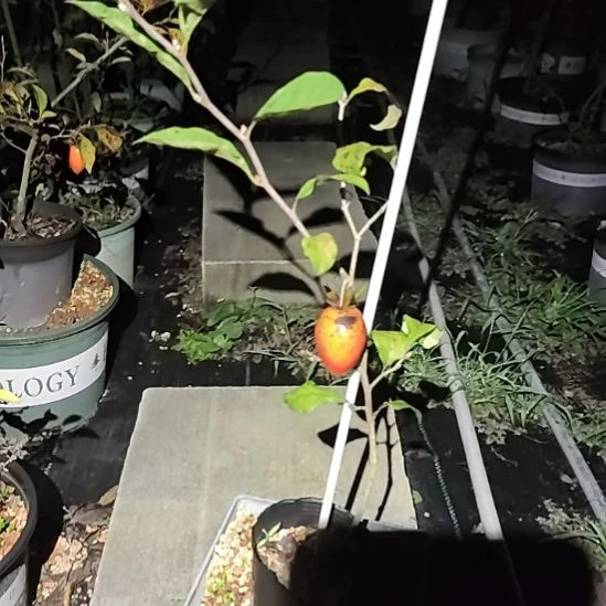 成***业完全开放老鸦柿品种苗