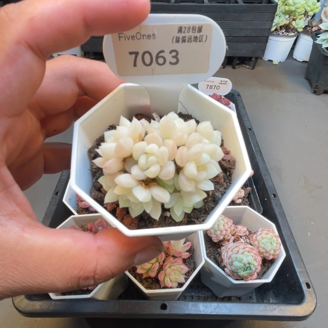 7063白天鹅4.0厘米