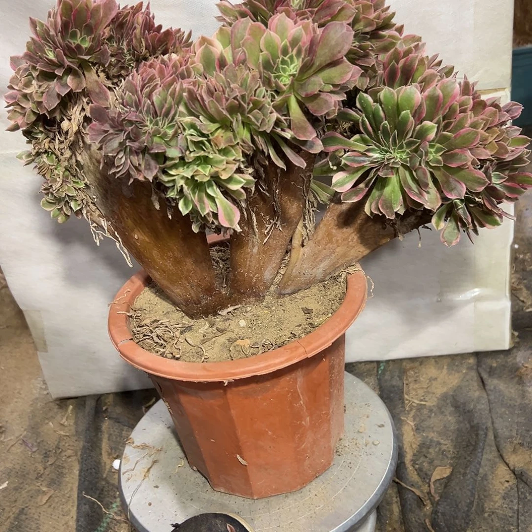 多肉植物女神缀花364