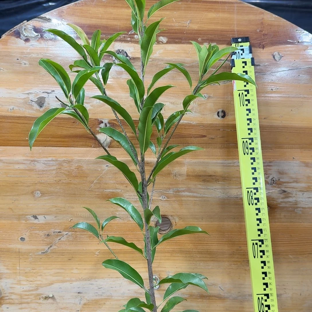 招***宝当前无花栽培后可以开花墨西哥