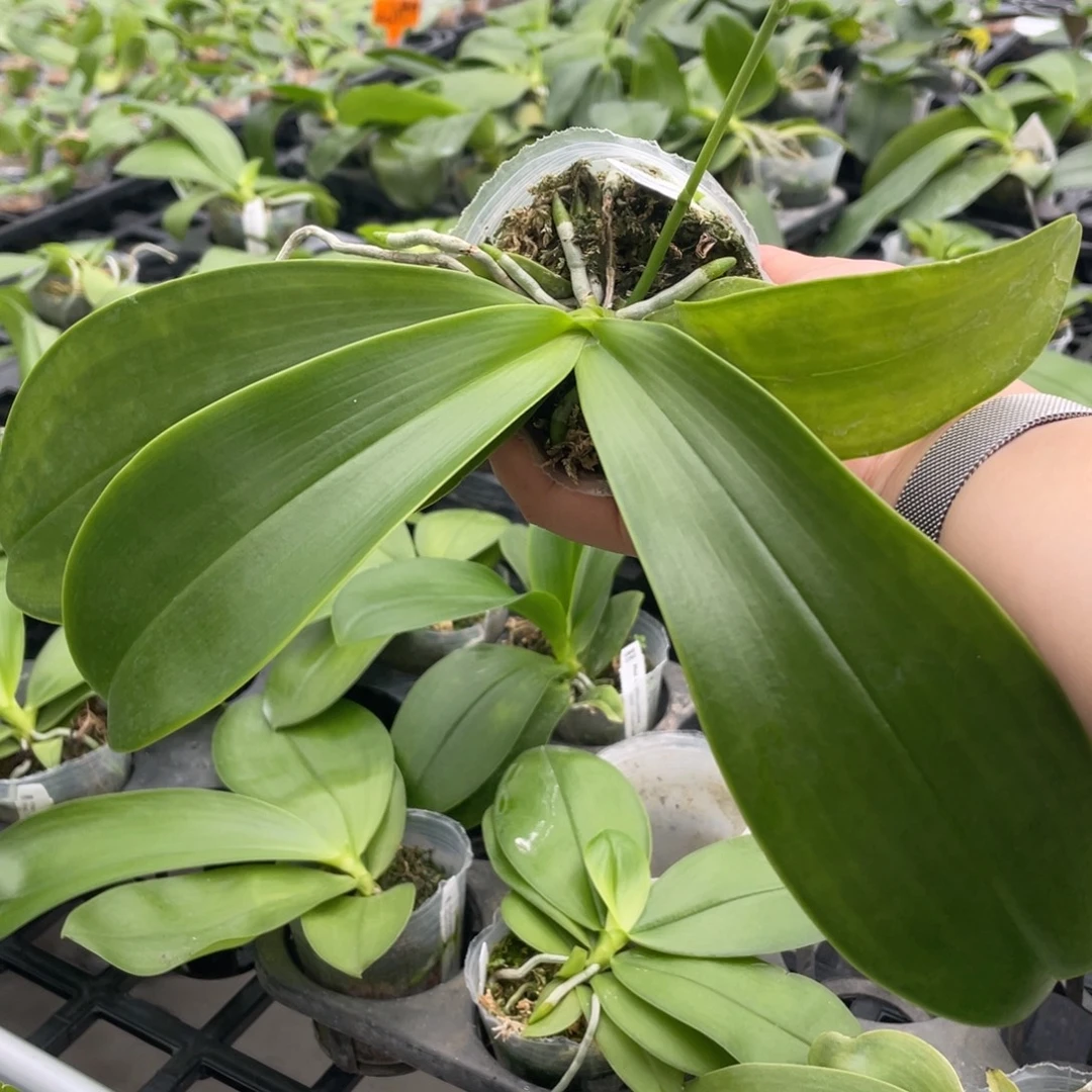 当前无花栽培后可以开花抽梗swr22KO