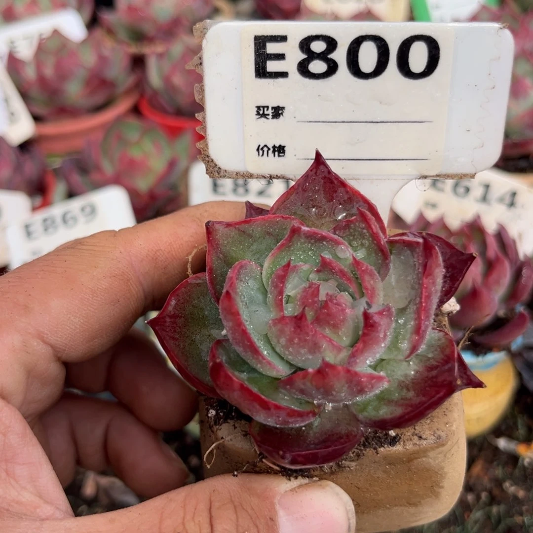 惊鸿一瞥800号多肉