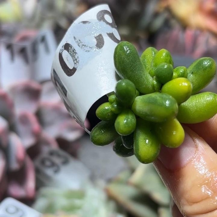 绿龟头盖锦多肉植物满18包邮当场凑单